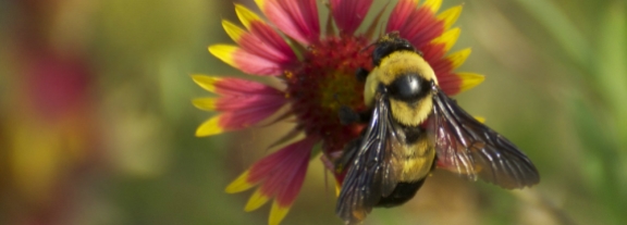 https://tpwd.texas.gov/huntwild/wild/wildlife_diversity/nongame/native-pollinators/bumblebees.phtml