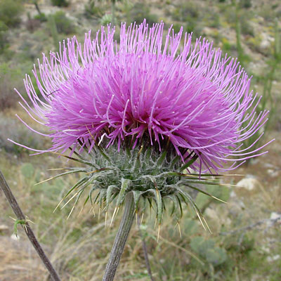 http://www.fireflyforest.com/images/wildflowers/plants/Cirsium_neo_400.jpg