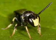 http://www.beewatchers.com/bee-genera-and-species.html