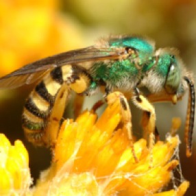 http://www.beewatchers.com/bee-genera-and-species.html