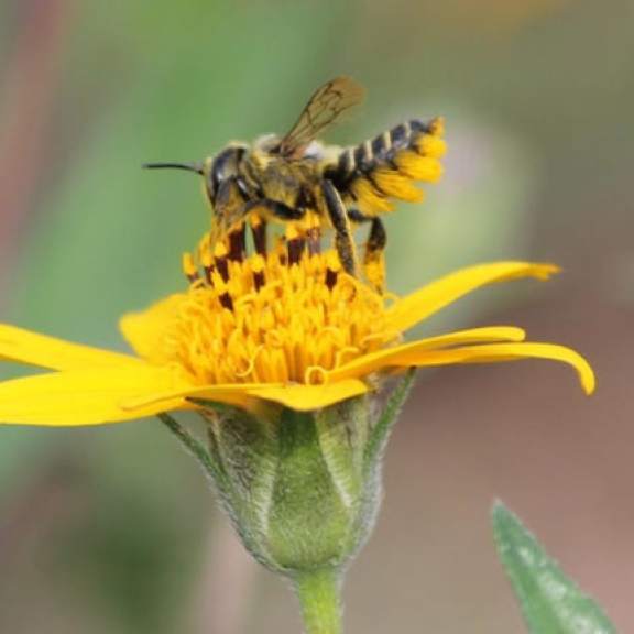 https://www.dallasnews.com/life/gardening/2015/05/27/native-bees-are-in-peril-too