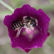 https://www.dallasnews.com/life/gardening/2015/05/27/native-bees-are-in-peril-too