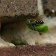 http://www.fritzhaeg.com/garden/initiatives/animalestates/animals/leaf-cutter-bee.html