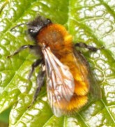 https://honeybeesuite.com/mining-bees-are-wild-bees-that-live-underground/