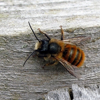 http://www.stewkley.org/wildlife/bugs/red_mason_bee.htm