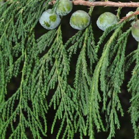 https://www.conifers.org/cu/Juniperus_flaccida.php