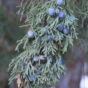 Juniperus scopulorum cones and foliage.
